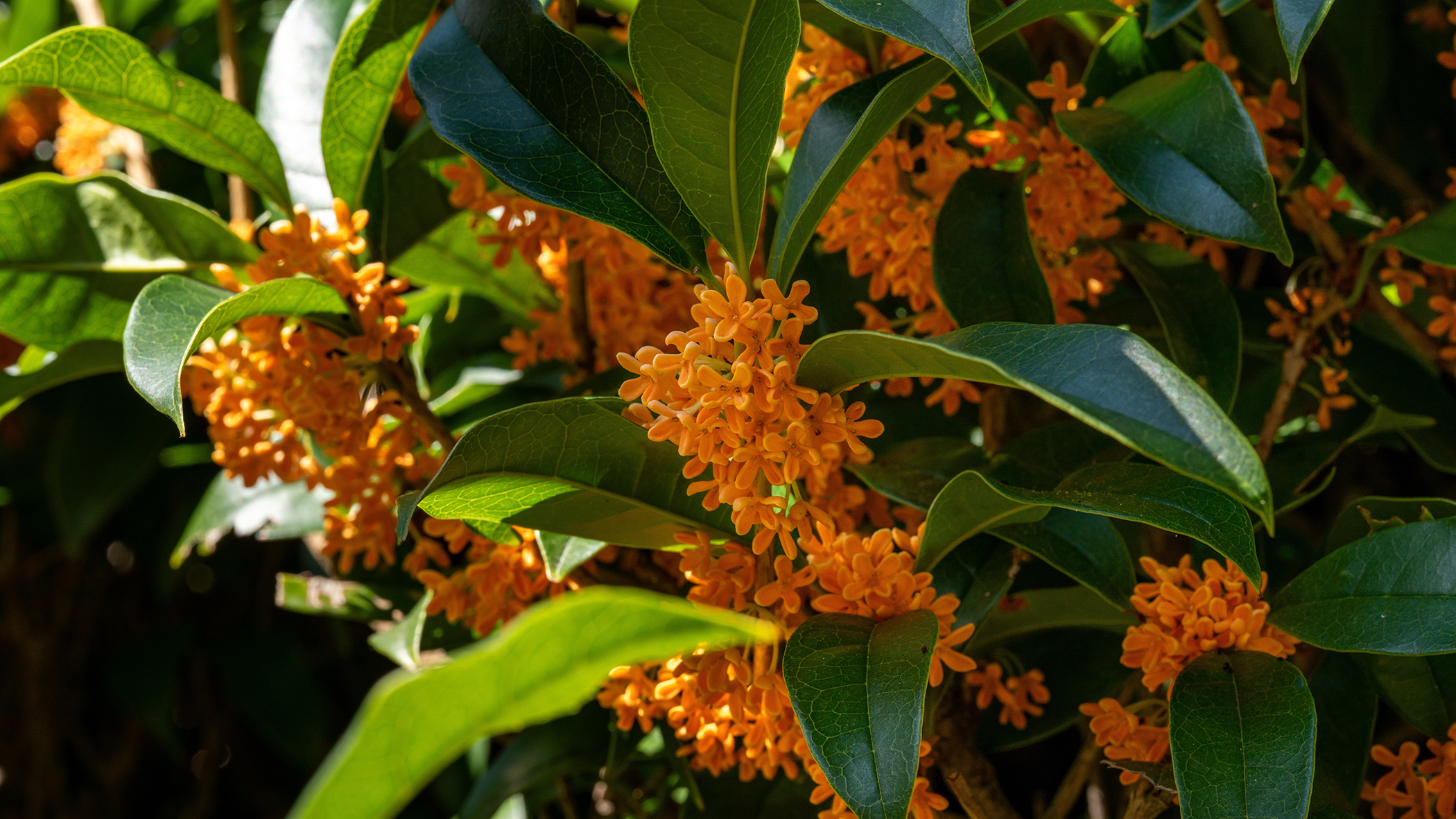 Fragrant olive flowers