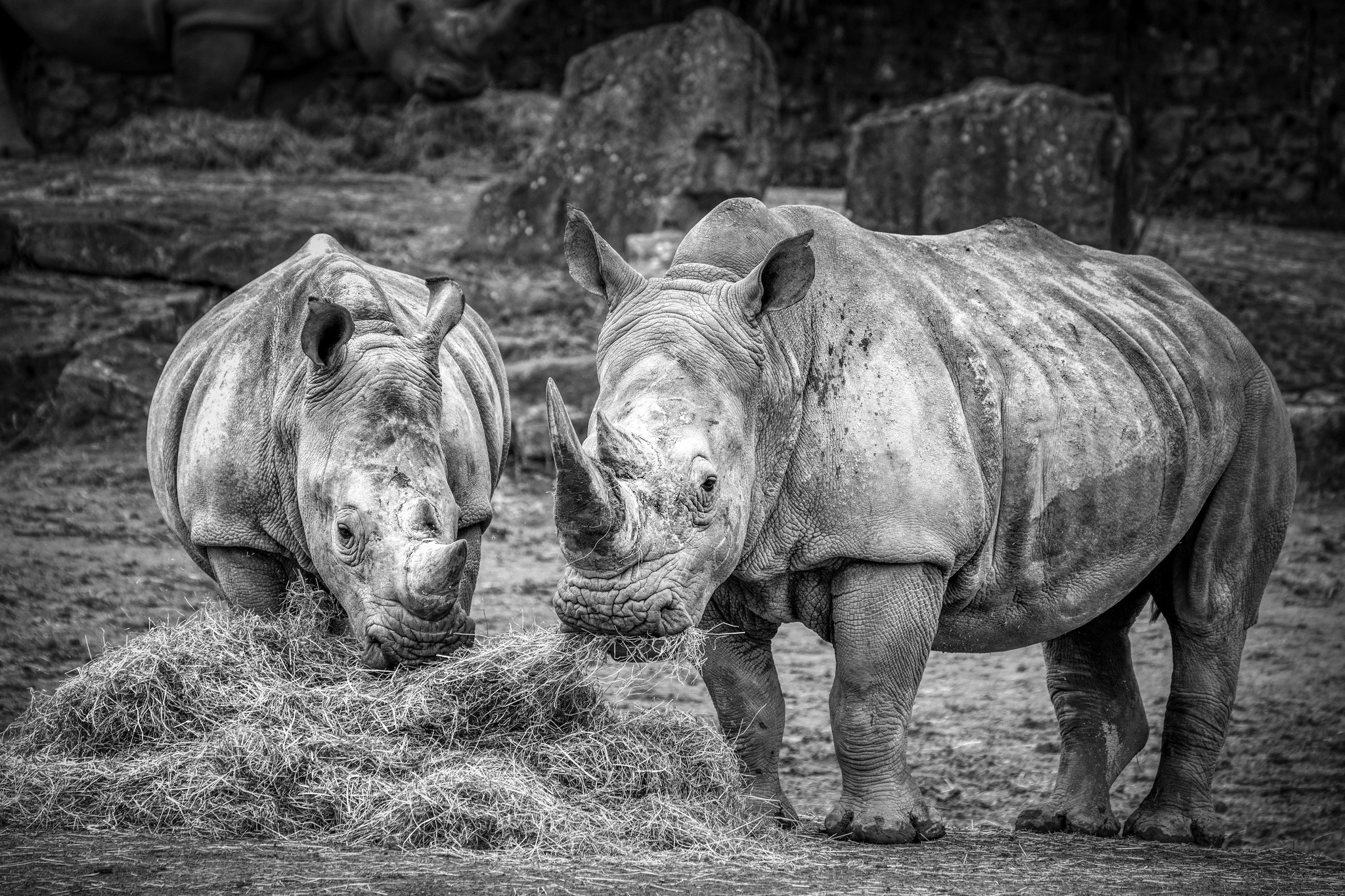 GuruShots - Monochrome Moments Jan 26