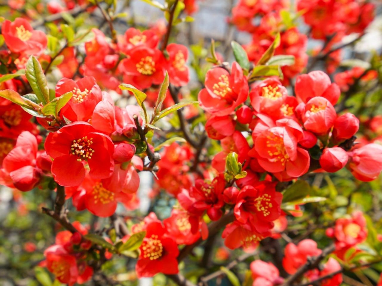 Red Flowering Full Sun Shrubs