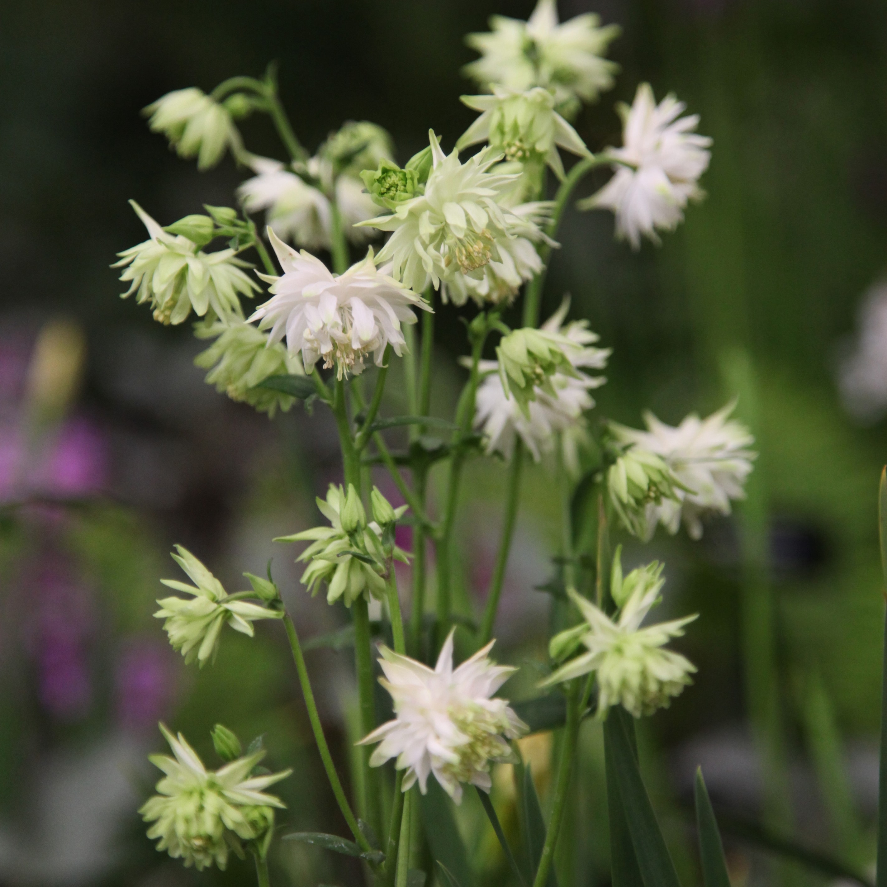 Aquilegia Vulgaris Var. Stellata 'white Barlow' (barlow Series)