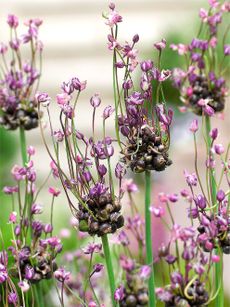 Allium Art