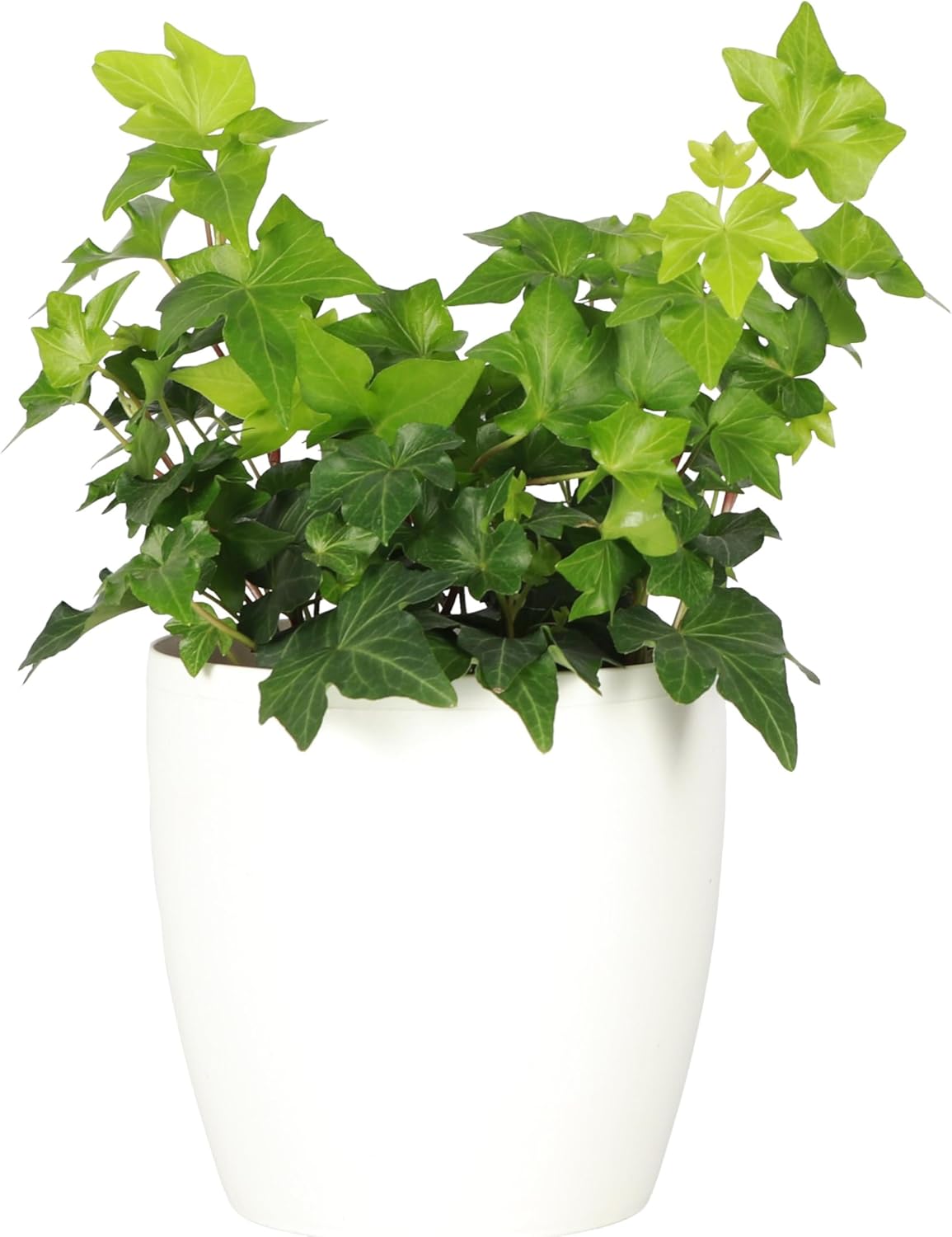 Thorsen&#039;s Greenhouse Live Green English Ivy Plant, Hedera Helix, Natural Air Purifier, Easy to Grow, Live Indoor Houseplant, 4&amp;quot; Diameter Pot (white)
