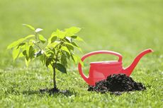 Red Watering Can Next To Small Plant