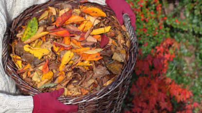 basket of autumn leaves being held