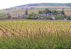Meursault Burgundy - red burgundy