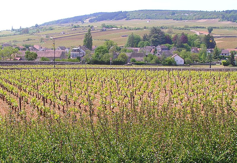 Meursault Burgundy - red burgundy