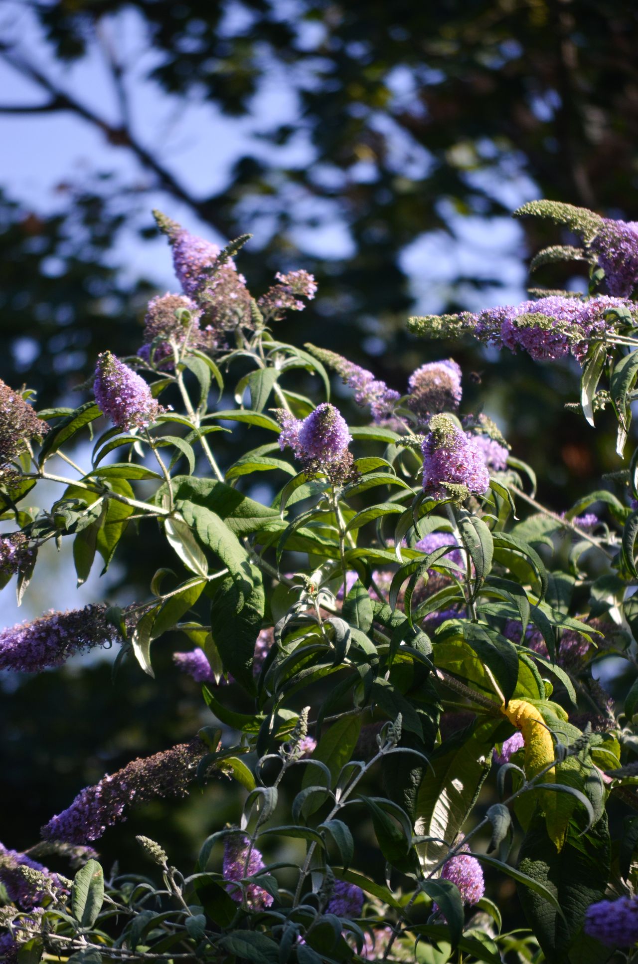 A photo taken on a Nikon D5100 DSLR camera