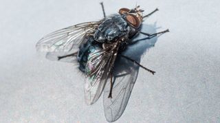 Bluebottle fly