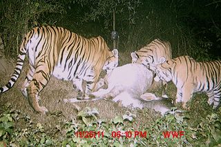 A mother tiger and her sub-adult cubs eating a cow that belonged to a local farmer. The farmer was compensated for the cow to prevent retaliation against the tigers.
