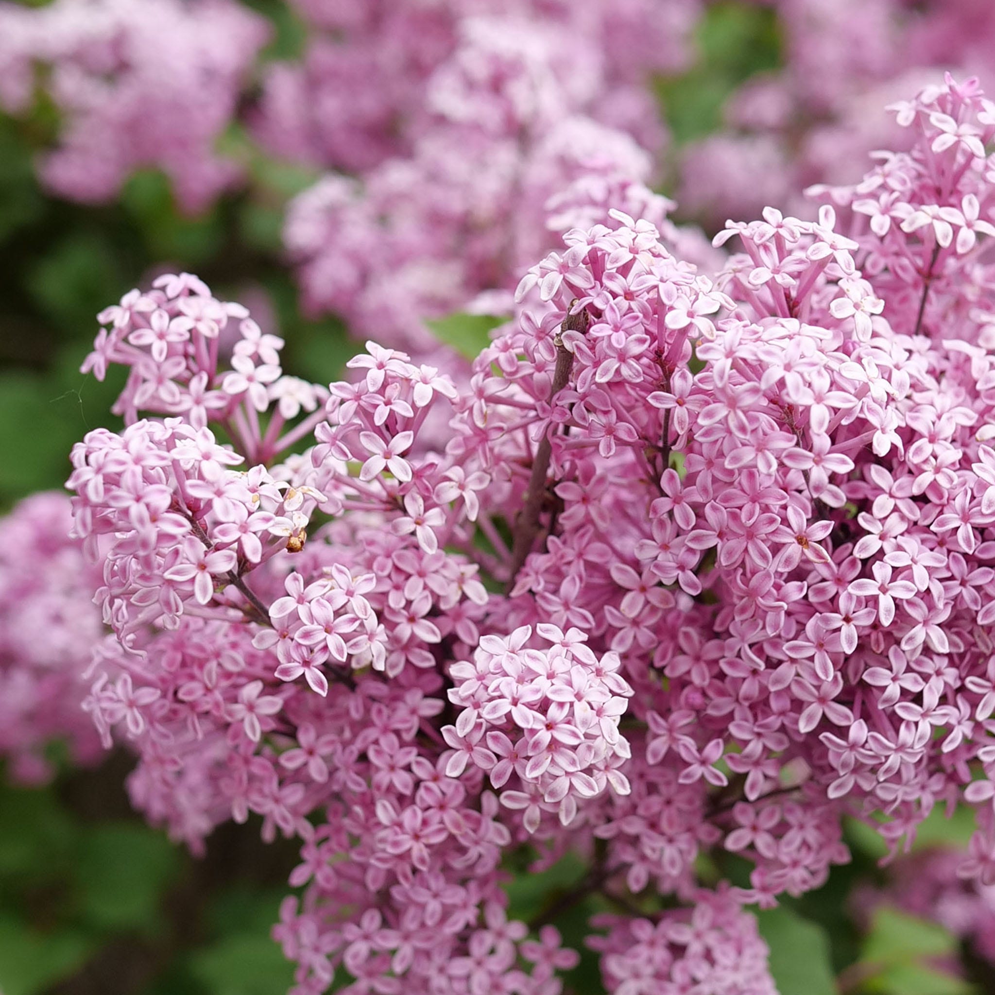 Bloomerang Purpink Lilac Plant
