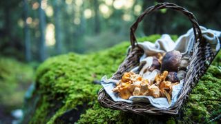 Wickerbasket of collected chanterelles and boletuses in a forest