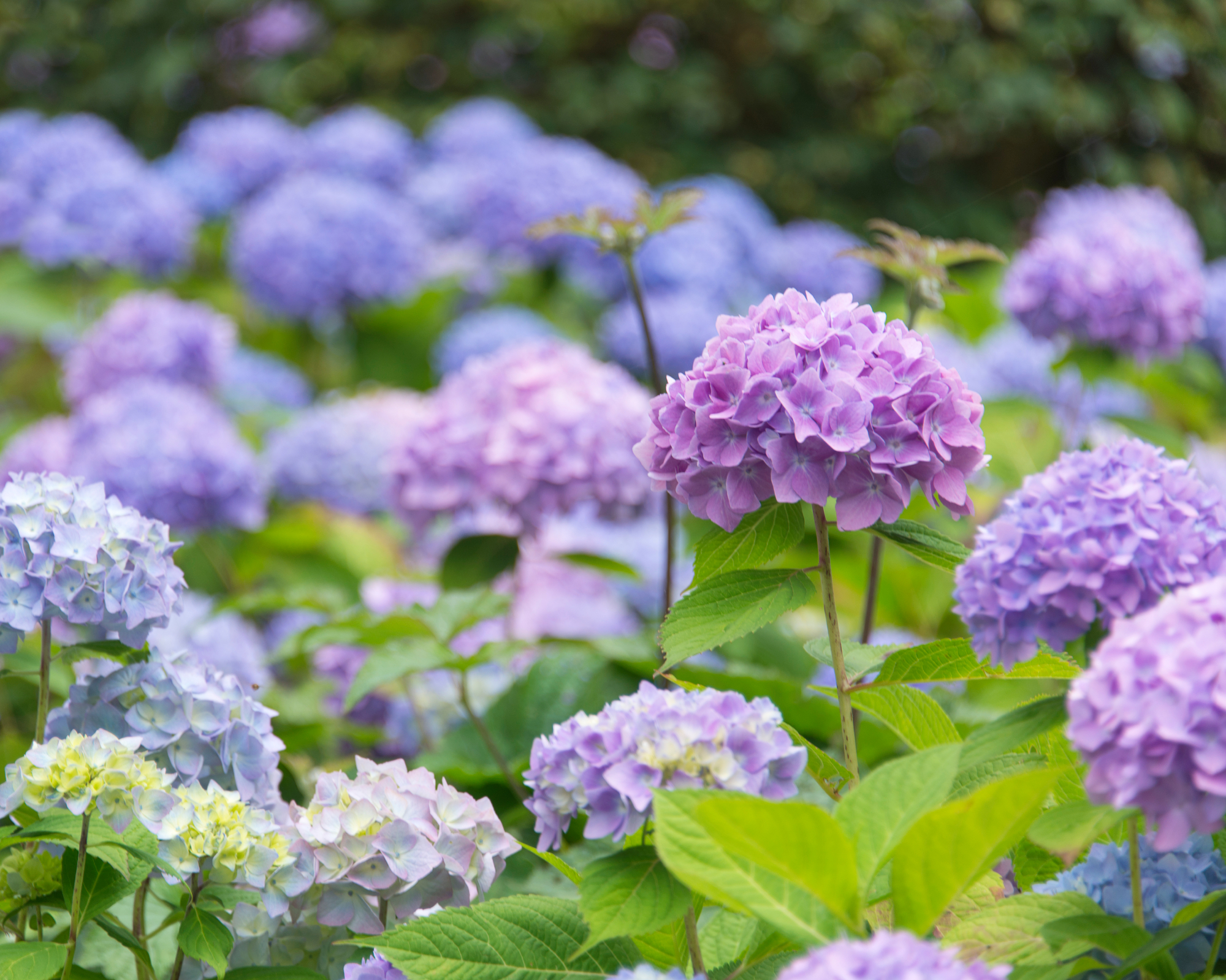 Flower bed full of blossoming blue and purple Hydrangea.