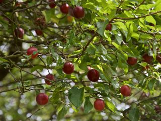 plum tree with ripe fruit
