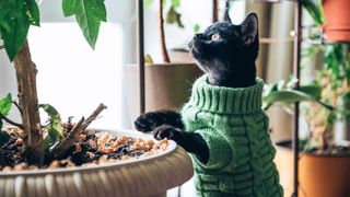 Cat wearing a sweater and looking at a pot plant