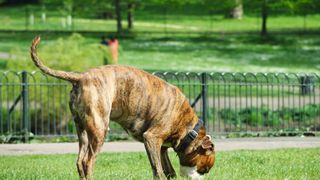 boxer dog sniffing outside
