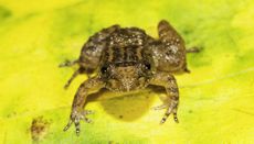 tiny frog
