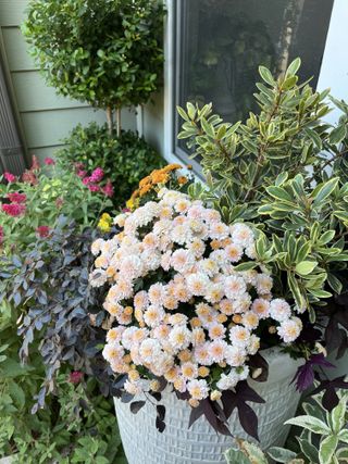 Pale pink mums in a planter alongside purple-green foliage