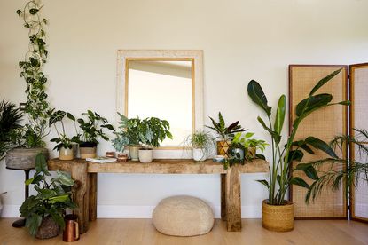 House plants on display in a modern living room