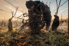 Gathering prunings on Corton Hill