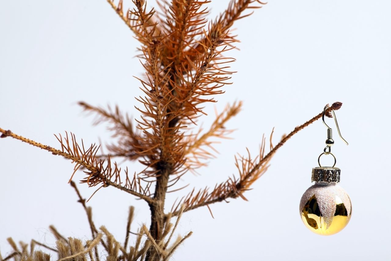 A dried christmas tree