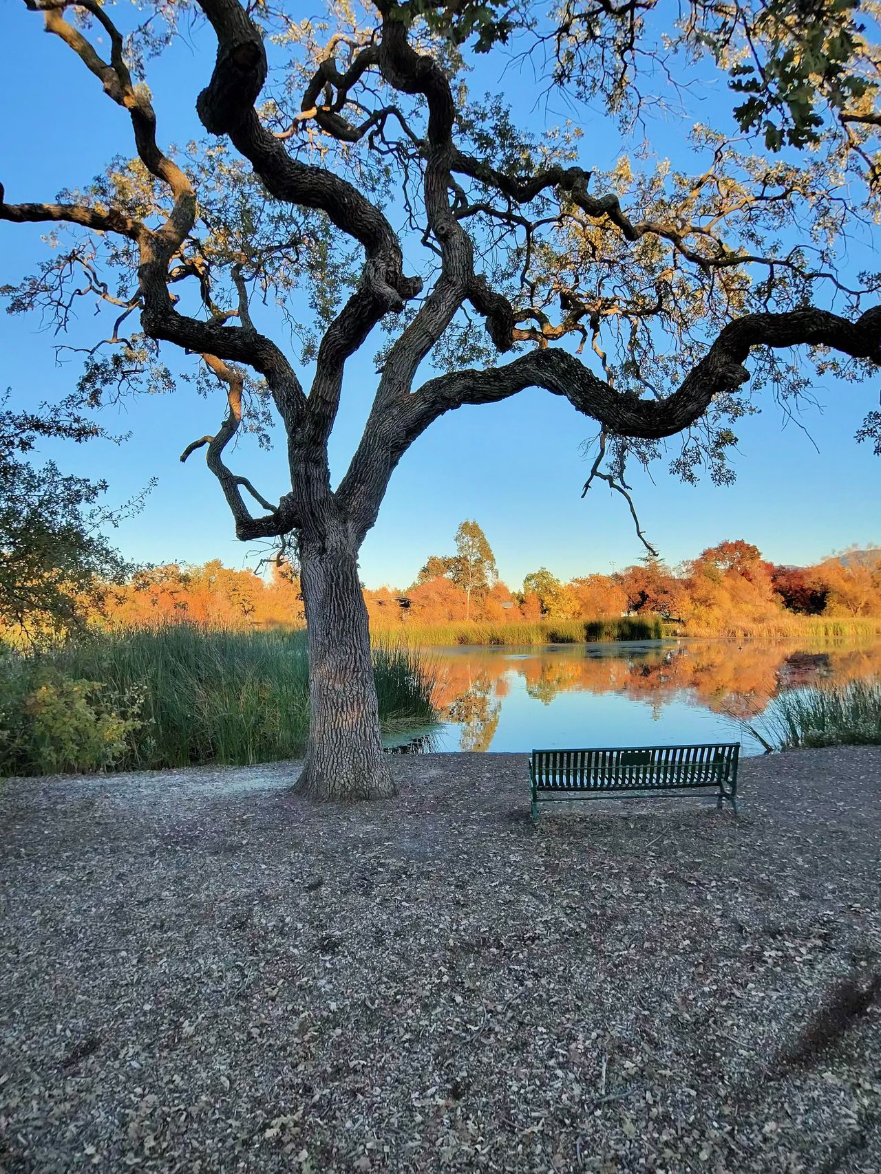 A photo taken with the Oakley Meta Vanguard smart glasses, showing a tall tree next to a bench in front of a lake.