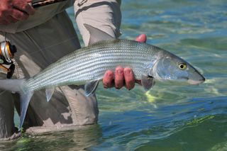 A large bonefish is carefully landed by an angler in the shallow flats. He released the ?gray ghost? to fight another day.