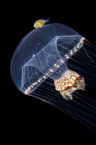 A jellyfish on a black background with a small yellow fish above it
