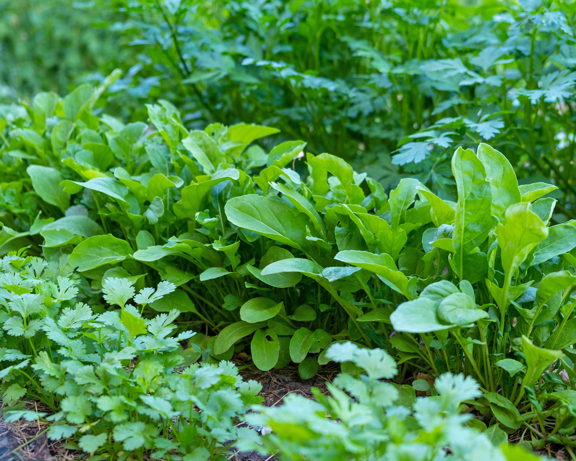 Fresh aromatic herbs growing in a neat row: cilantro, arugula and parsley.