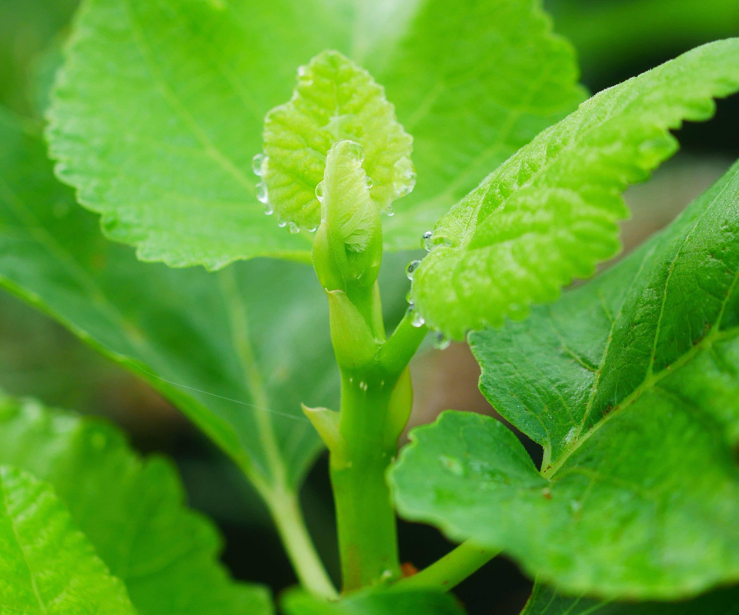 fresh fig leaves on young plant