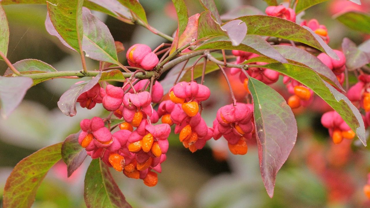 Spindle (Euonymus europaeus)