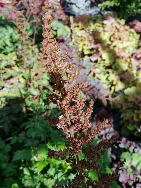 Diseased Astilbe Plant