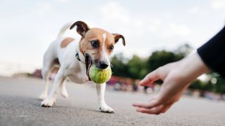 Jack Russell Terrier with tennis ball in mouth