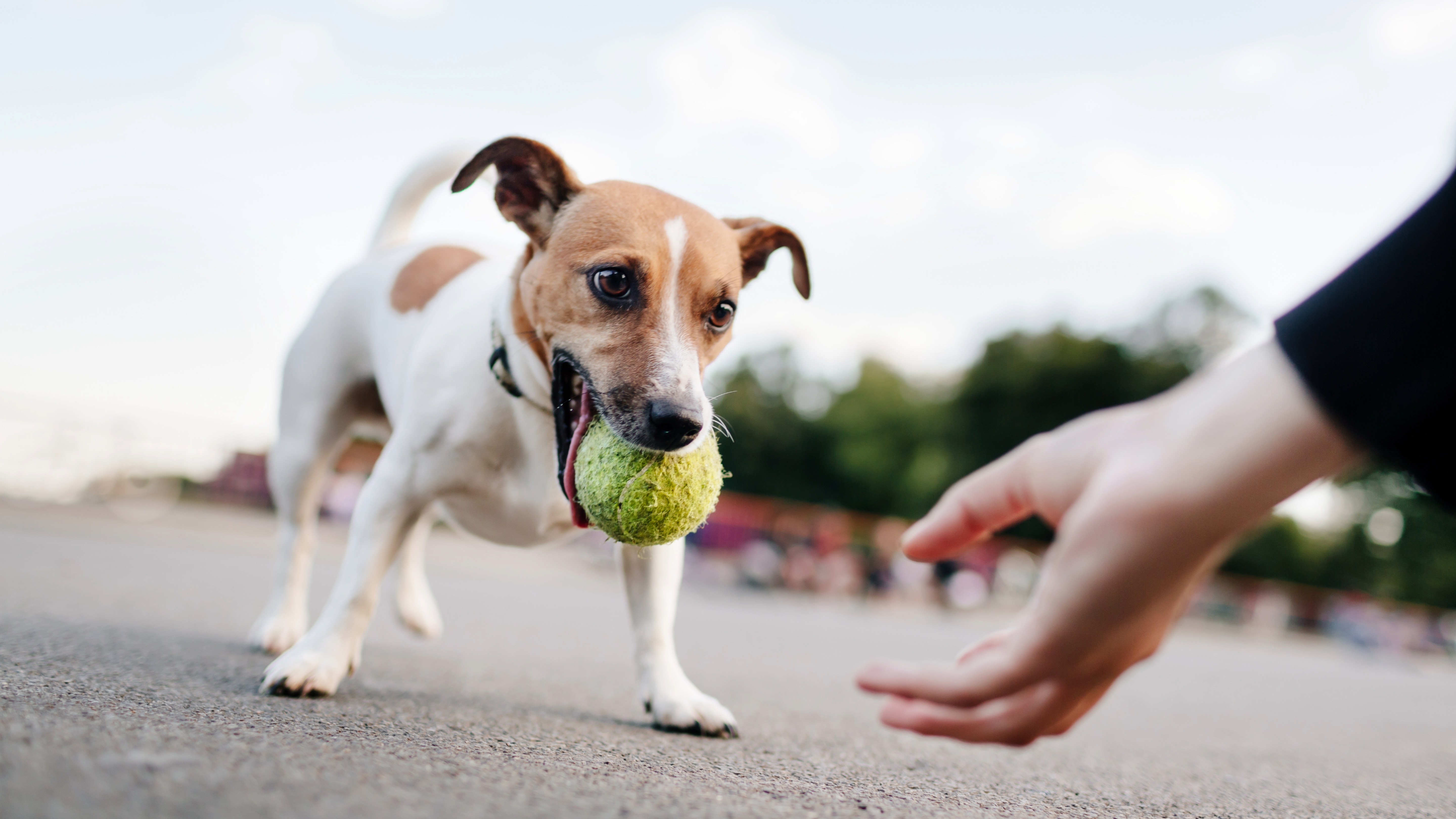 Jack Russell Terrier with tennis ball in mouth