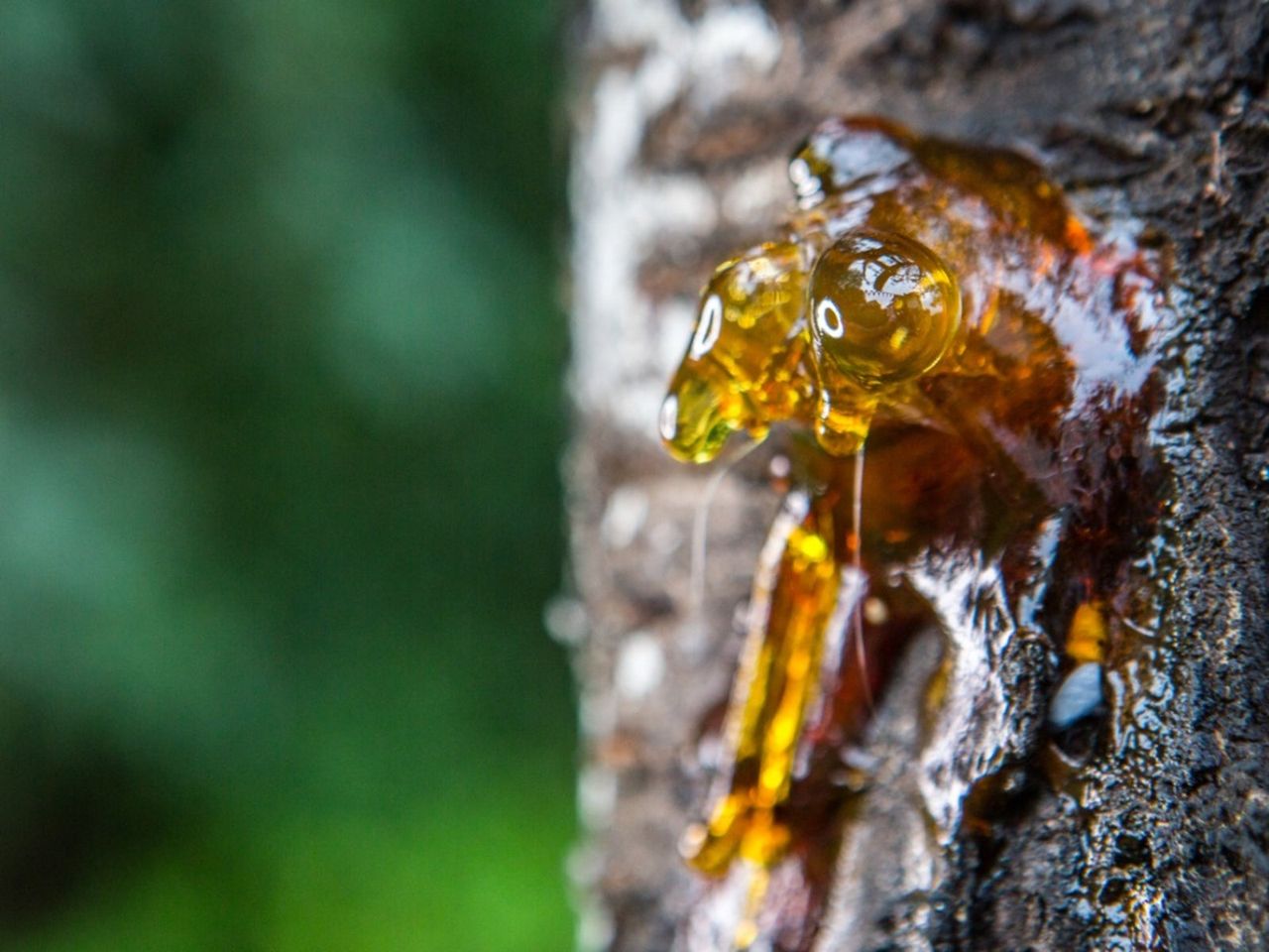 Tree Oozing Sap