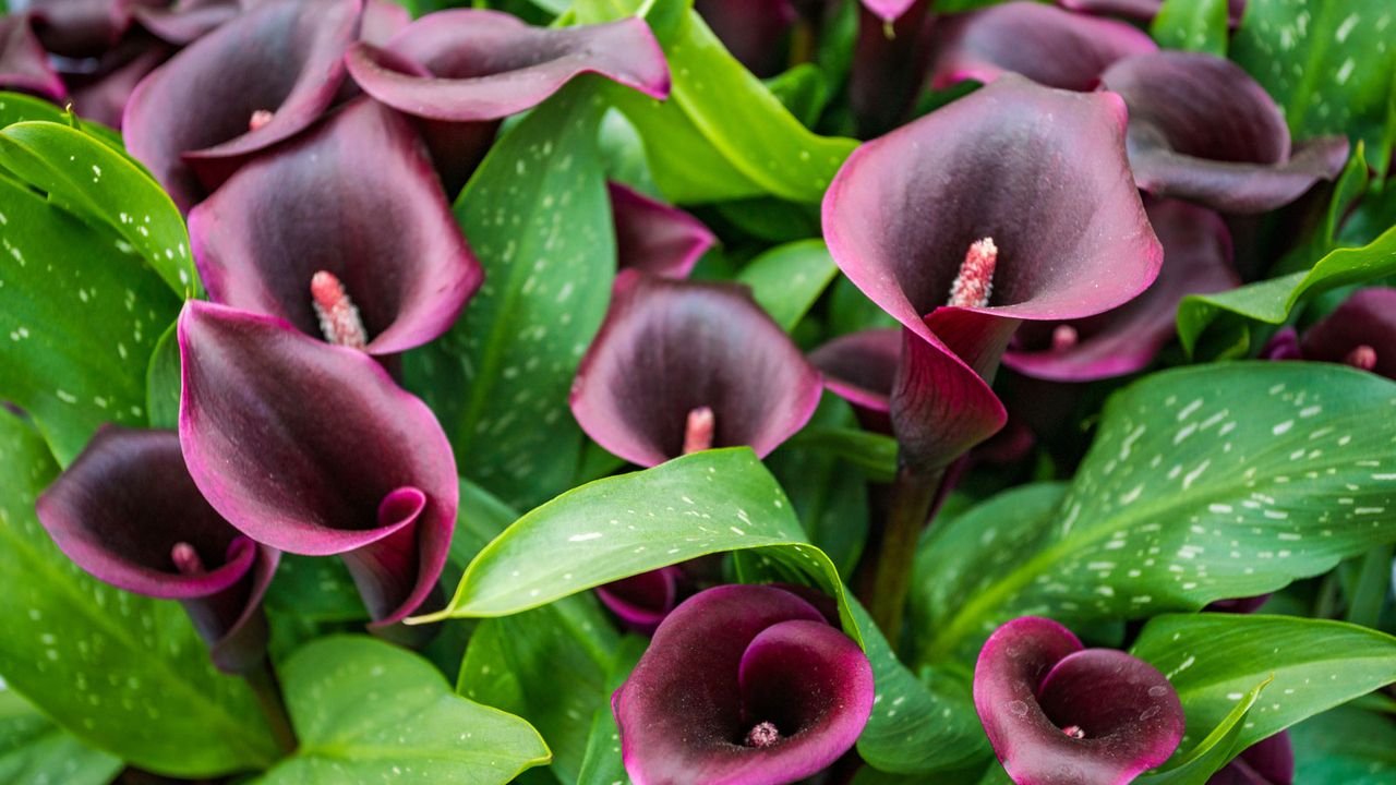 maroon flowers calla lilies growing in garden border