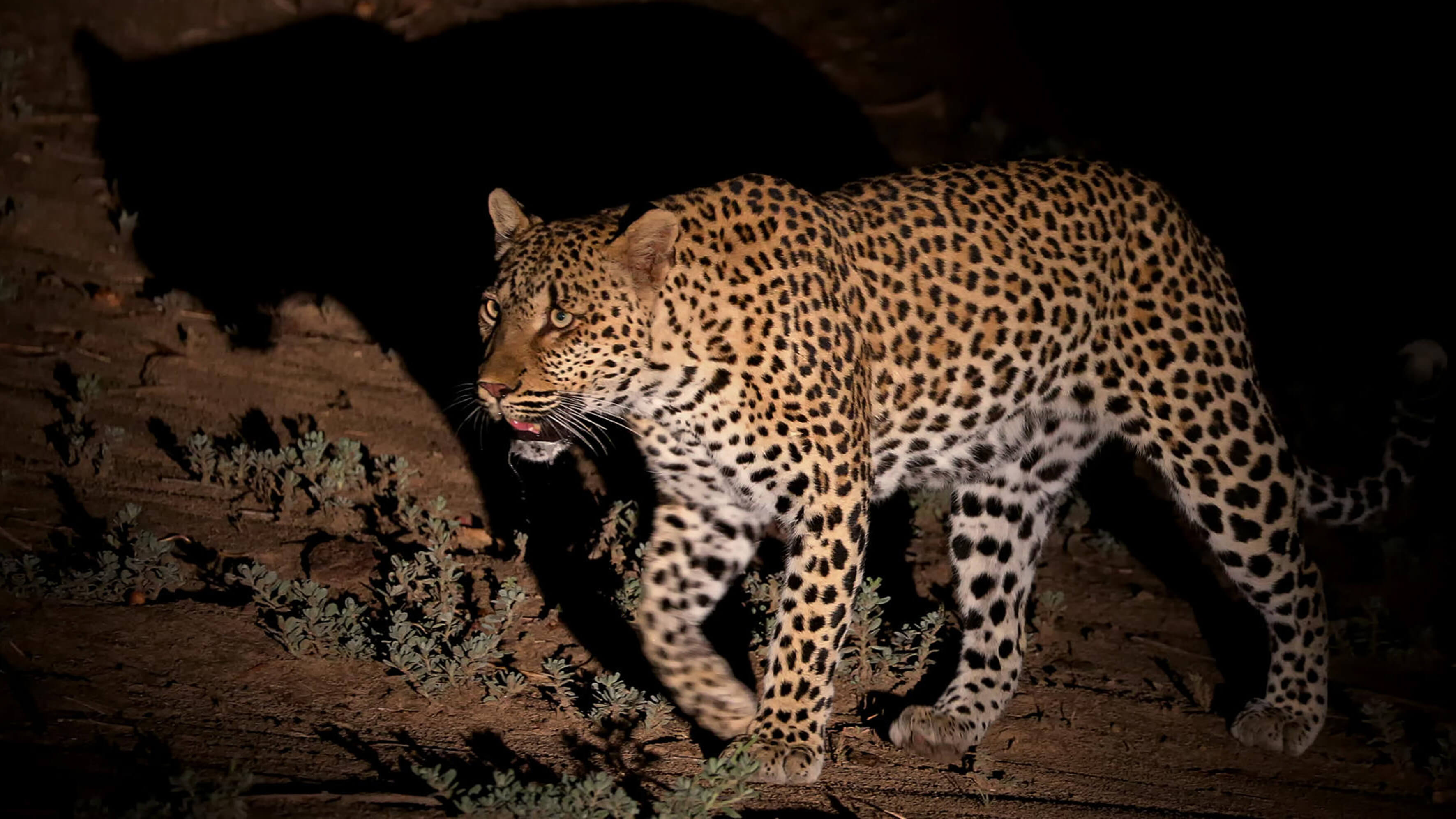 Leopard at night.