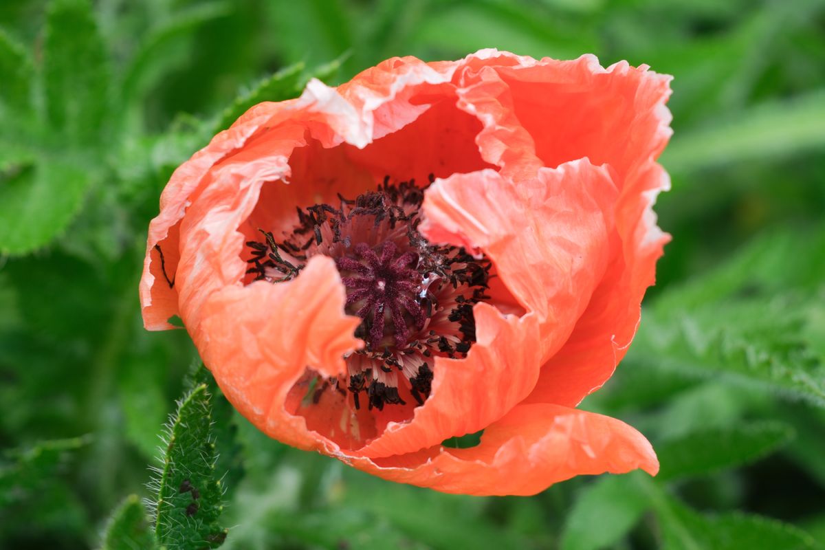 A close-up shot of a bright orange flower, taken on a Fujifilm X-T50
