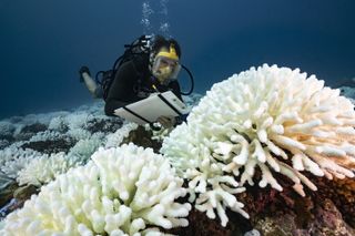 A scuba diver monitors coral for bleaching