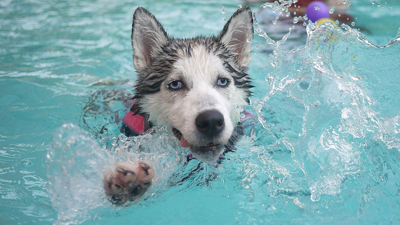 Dog in swimming pool