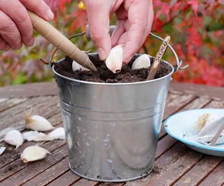 Garlic cloves being planted in a metal container