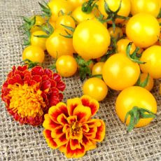 yellow tomatoes and French marigold flowers harvested and resting on hessian cloth