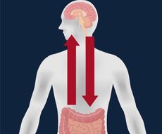 An artist's drawing illustrates a connection between the brain and the gut.