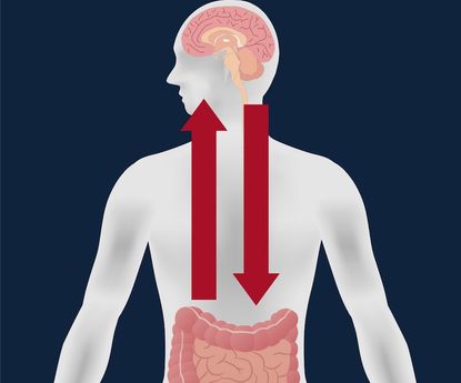 An artist's drawing illustrates a connection between the brain and the gut.
