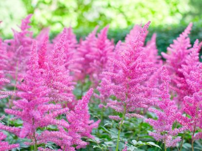 Pink Astilbe Plants