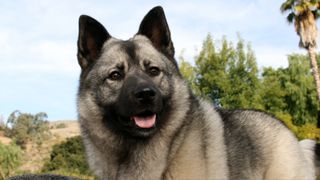 Norwegian Elkhound