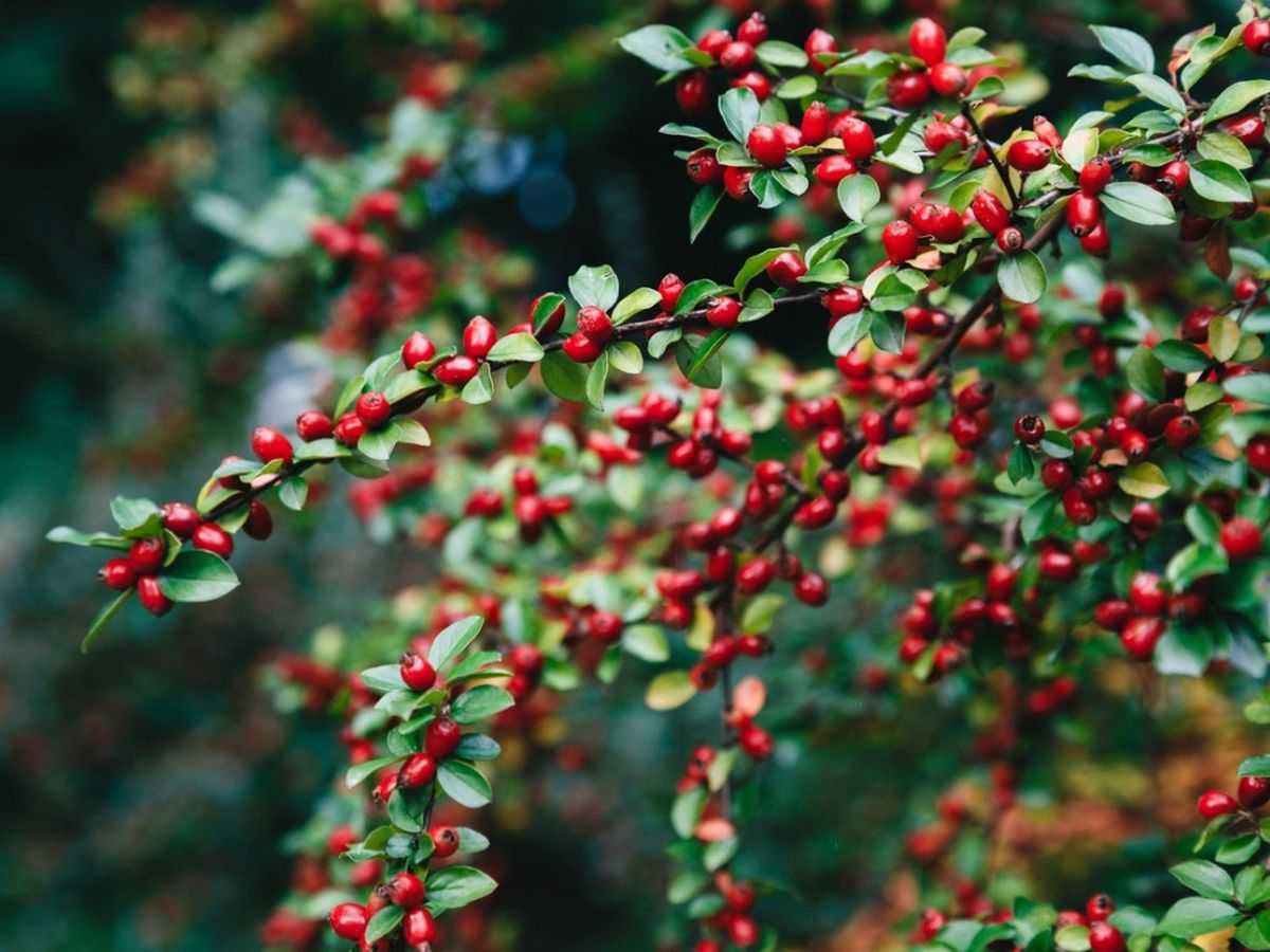 Red Berry Tree Identification: 18 Berry Tree & Bush Types (Summer vs Fall)