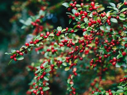 Plant With Beautiful Red Berries