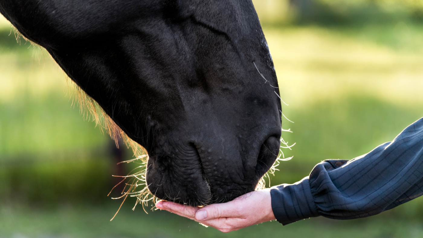 Pure,Connection,Between,Human,And,Horse,Nose,And,Hand,Touch