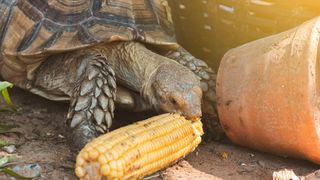 Tortoise eating corn on the cob, which it shouldn't be doing!