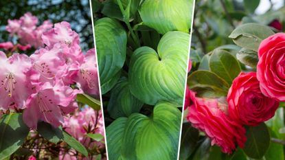 composite of rhododendrons, hostas and camelias